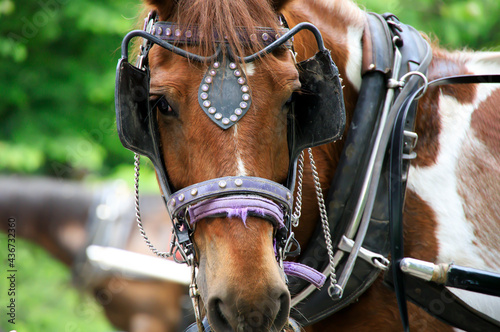 Brown horse with blinders in a park in the summer