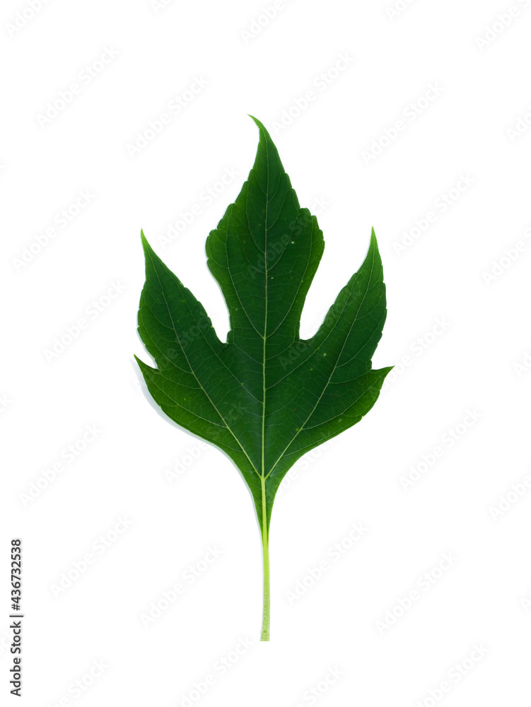 Close up green leaf on white background. Close up green leaf on white background.