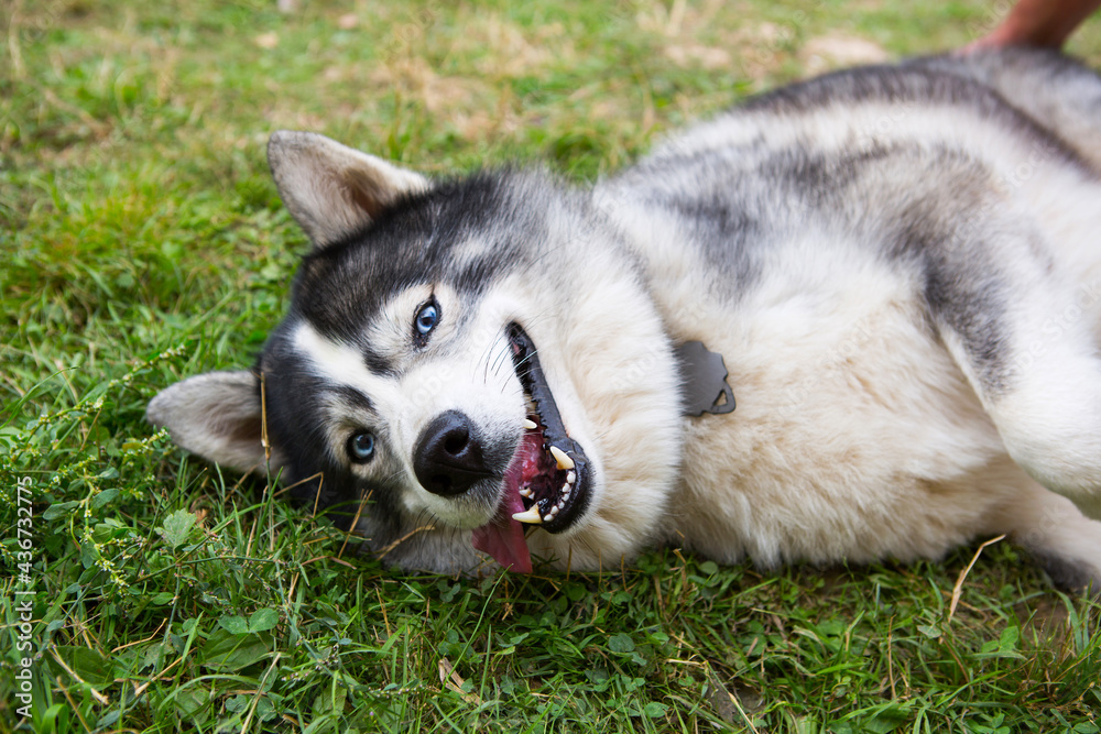 Husky dog is lying contentedly on the grass with his tongue hanging out, his mouth open and smiling. Happy and contented pet, animal health, veterinary medicine. Dog training, games with the owner.