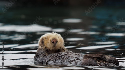 Cute Sea Otters floating on the water sunbathing playing water - Morro Bay, California photo