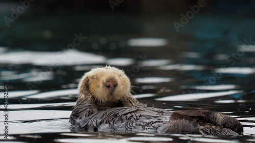 Cute Sea Otters floating on the water sunbathing playing water - Morro Bay, California