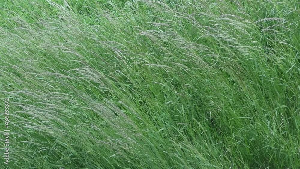 A green grass in the meadow ripples in the wind A green grass in the meadow ripples in the wind