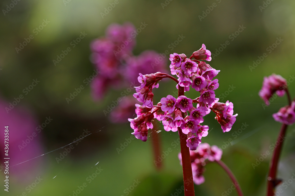 Blooming bergenia in the evening light