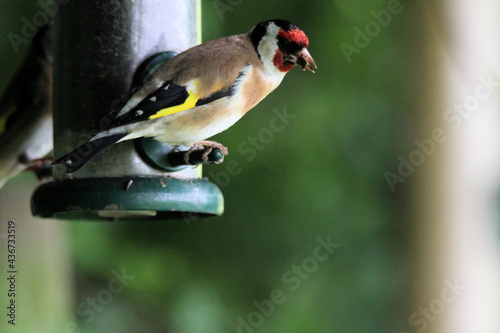 A Goldfinch on a bird feeder © Simon Edge