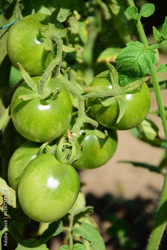 Bunch of green tomatoes ripening on a branch Bunch of green tomatoes ripening on a branch