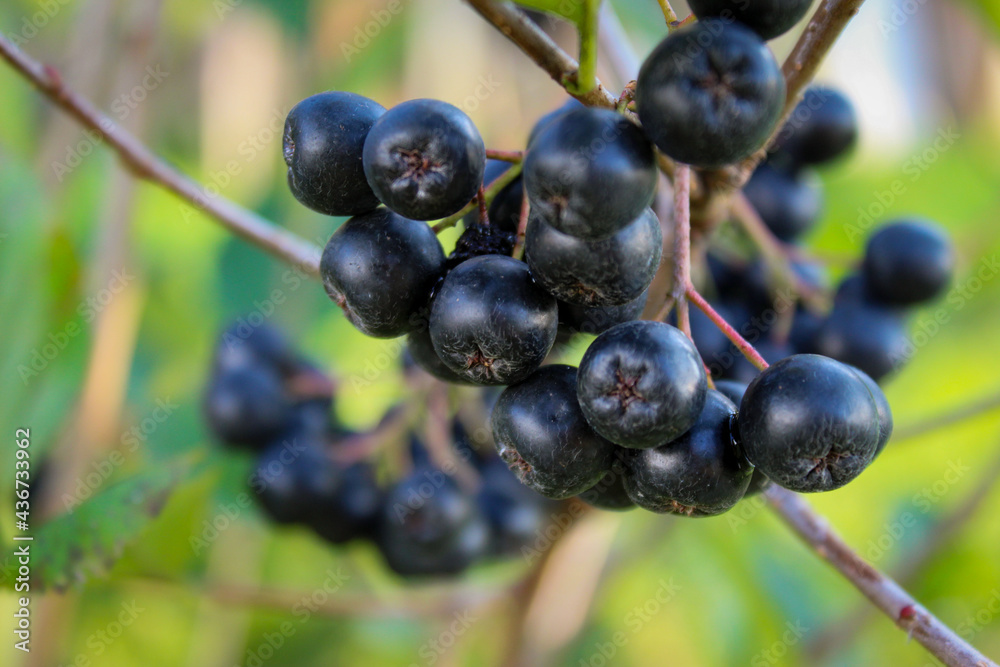 Ripe fruit on the branches of a bush chokeberry. Black chokeberry (aronia melanocarpa) bush with ripe berries in garden. Bosnia and Herzegovina. Ripe fruit on the branches of a bush chokeberry. Black chokeberry (aronia melanocarpa) bush with ripe berries in garden. Bosnia and Herzegovina.