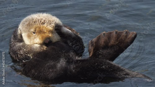 Cute Sea Otters floating on the water sunbathing playing water - Morro Bay, California photo
