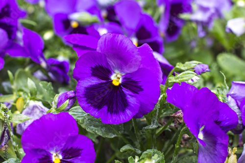 Tricolor pansy flower plant natural background