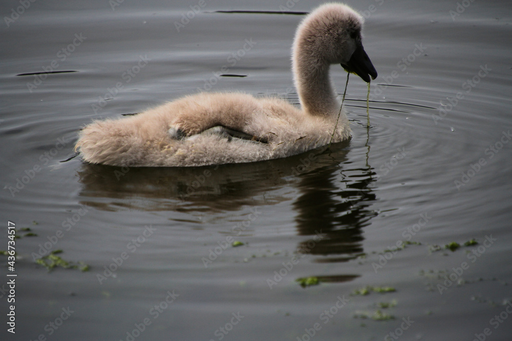 A close up of a Mute Swan Cygnet