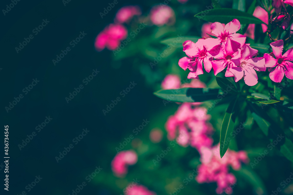 Bright pink oleander flowers with fresh lush green leaves lit bright sunlight in summer garden with copy space. Dark green moody tropical nature floral bloom background. Bright pink oleander flowers with fresh lush green leaves lit bright sunlight in summer garden with copy space. Dark green moody tropical nature floral bloom background.