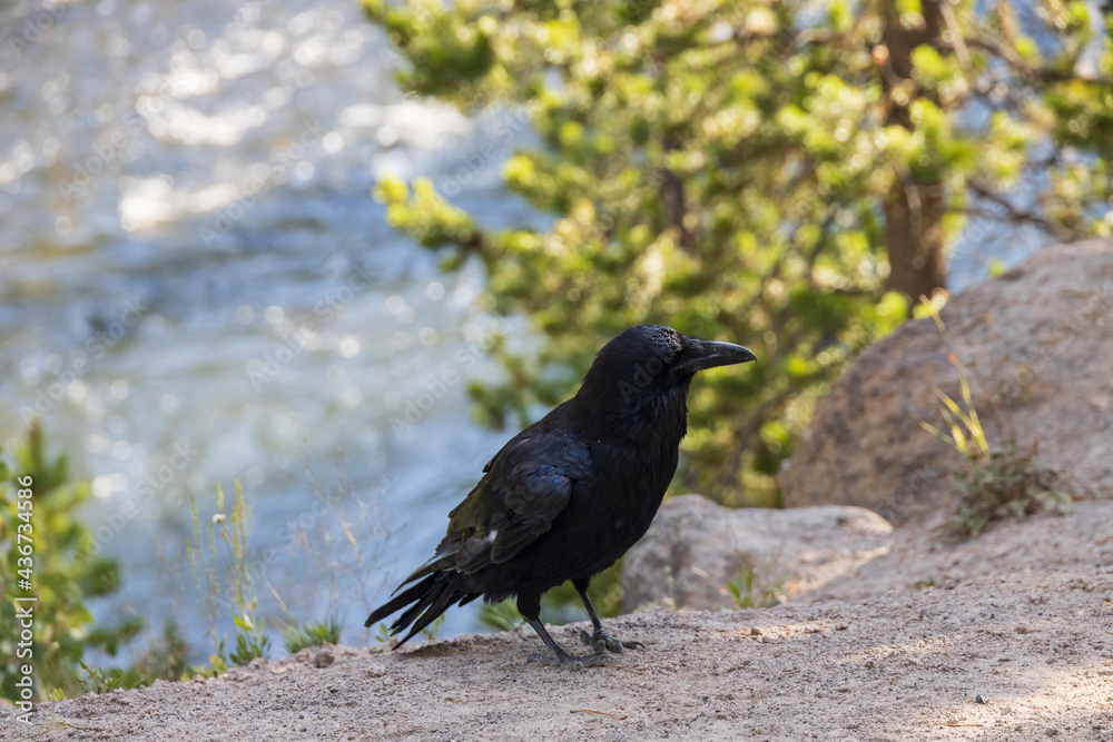 Raven sitting on rock with stream in background Raven sitting on rock with stream in background