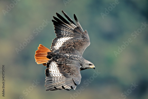 Jackal buzzard in flight photo