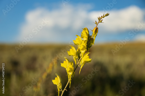 Toadflax, yellow wildflower close-up #436734722