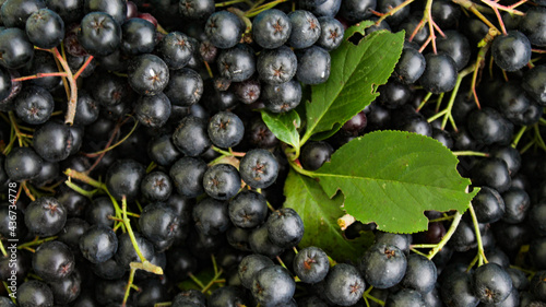 Banner. Background of chokeberry berries with a couple of green leaves. Freshly picked chokeberry berries. Fruit chokeberry. Aronia fruits. Fruit background.
