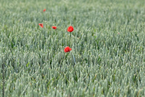 Scarlet poppies on the field in May