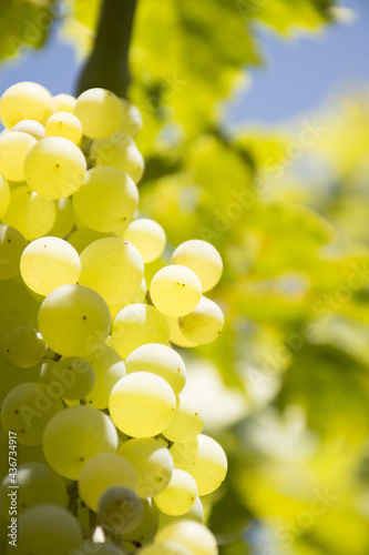 Grapes on the vine tree photo