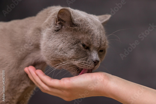 Billede på lærred The owner held out his hand to the pet. The cat licks the palm.