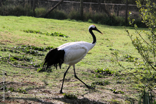 A close up of a Red Crowned Crane