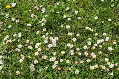 Lawn with daisies. A group of beautiful daisy flowers on the lawn. Lawn daisies. Bellis perennis. photo