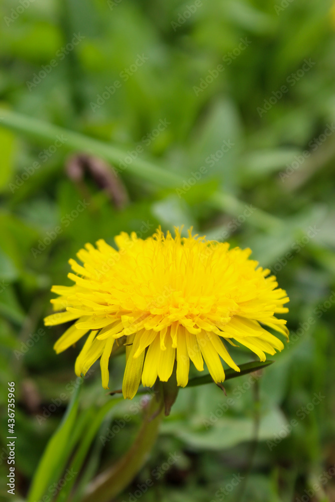 Yellow dandelion flower up close. Yellow dandelion flower among the grass. Taraxacum officinale, the dandelion or common dandelion. Yellow dandelion flower up close. Yellow dandelion flower among the grass. Taraxacum officinale, the dandelion or common dandelion.
