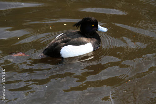 A close up of a Tufted Duck