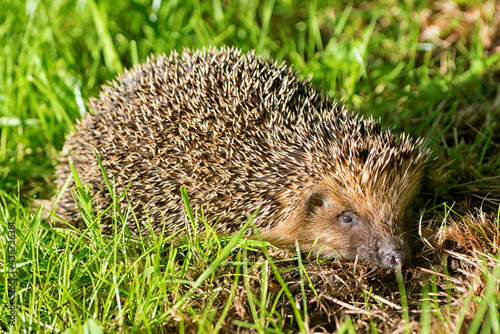 European hedgehog (Erinaceus europaeus), also known as the West European hedgehog.