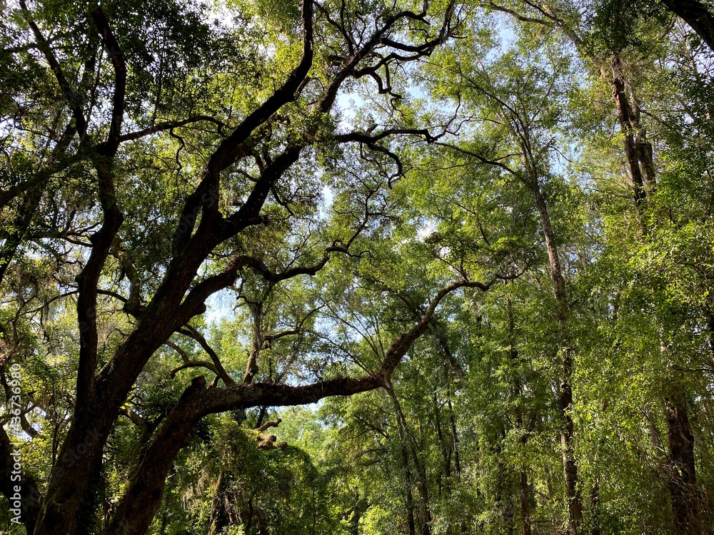 trees and sky trees and sky