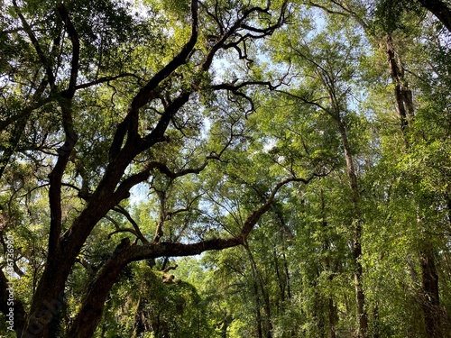 trees and sky