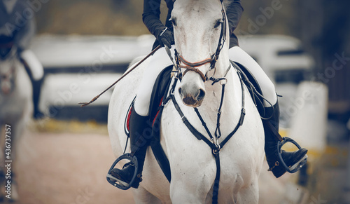 Equestrian sport. Portrait sports white stallion in the bridle. The leg of the rider in the stirrup, riding on a red horse.