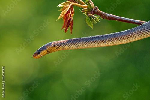 Tree snake on a branch with leaves photo