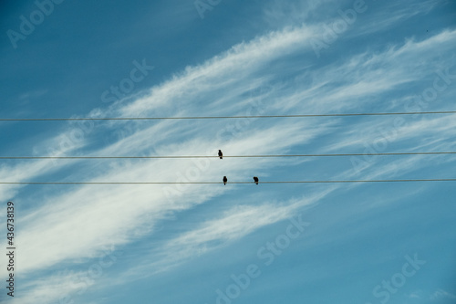A flock of birds are sitting on electrical wires. Black birds on a background of blue sky. Russia. Day. Summer. © Viktor