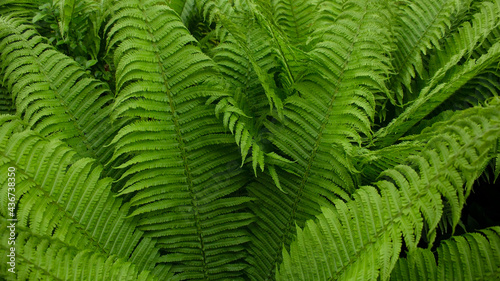 Green fern leaves in the sun outdoors. Green natural background.