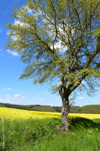 blühender Baum und Rapsfelder in der Eifel photo