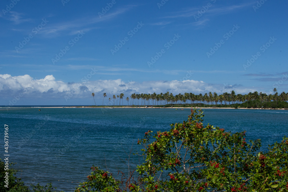 amazing landscape  of the piece of beach full of coconut trees in a sunny day
