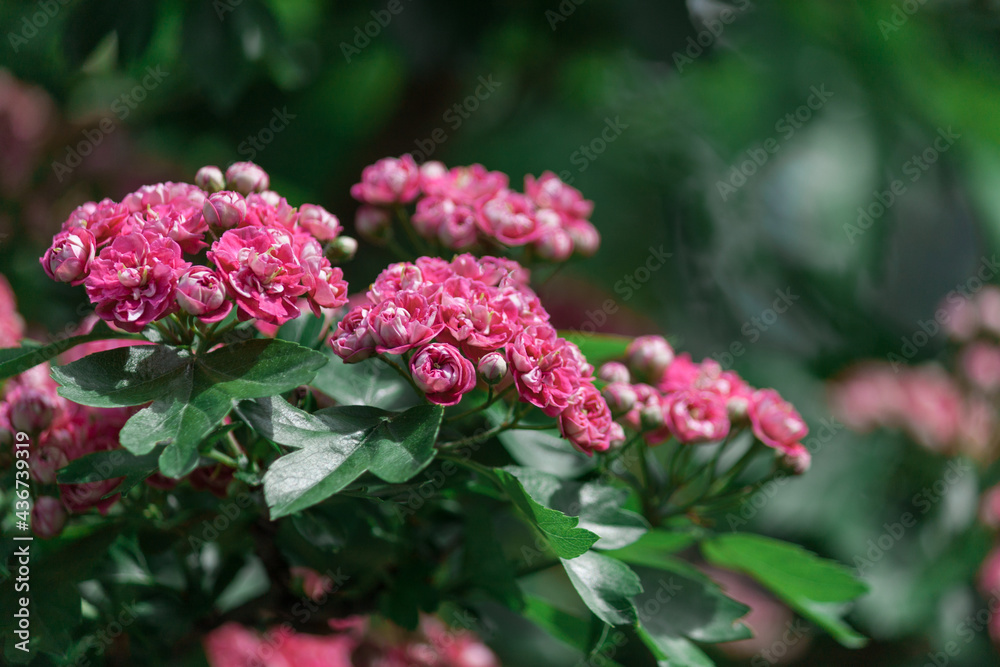 Spring flowers background. Beautifully blossoming tree branch. Spring flowers background. Beautifully blossoming tree branch.