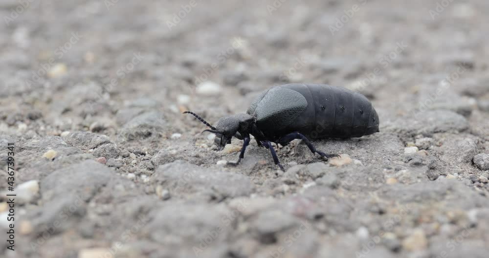 Big black beetle crawling on asphalt Big black beetle crawling on asphalt