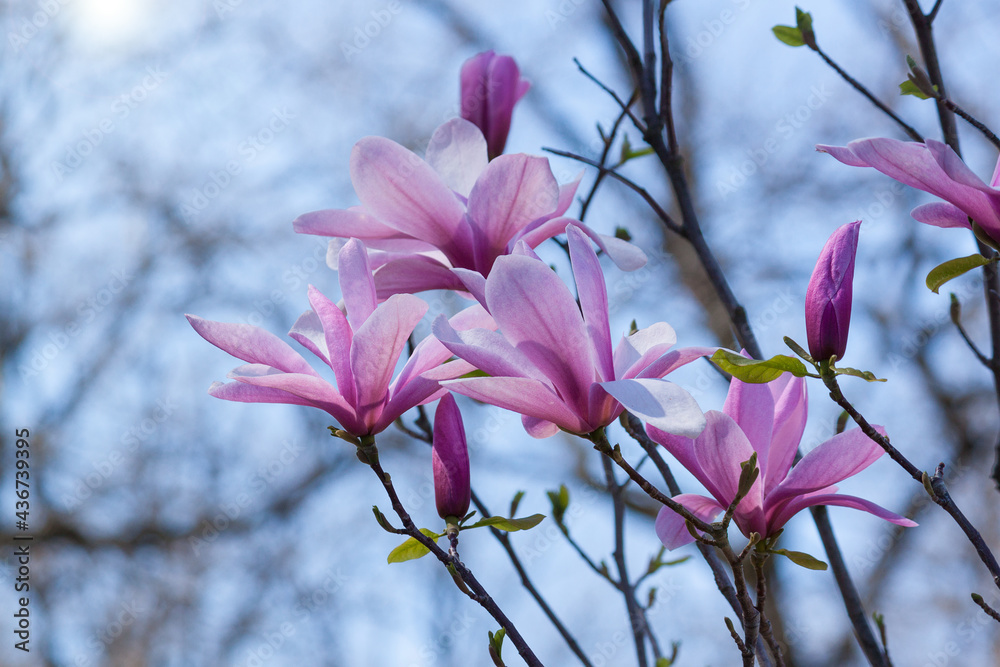 Beautiful pink magnolia tree background Beautiful pink magnolia tree background