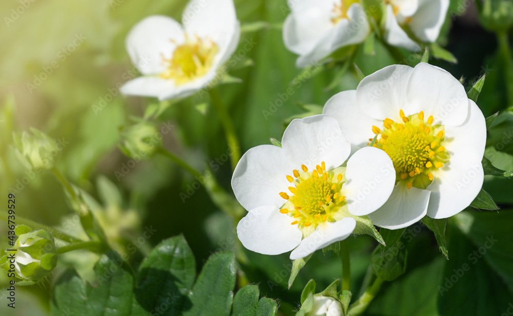 Obraz premium Blooming strawberry bush. macro white strawberry flowers under the rays of the sun