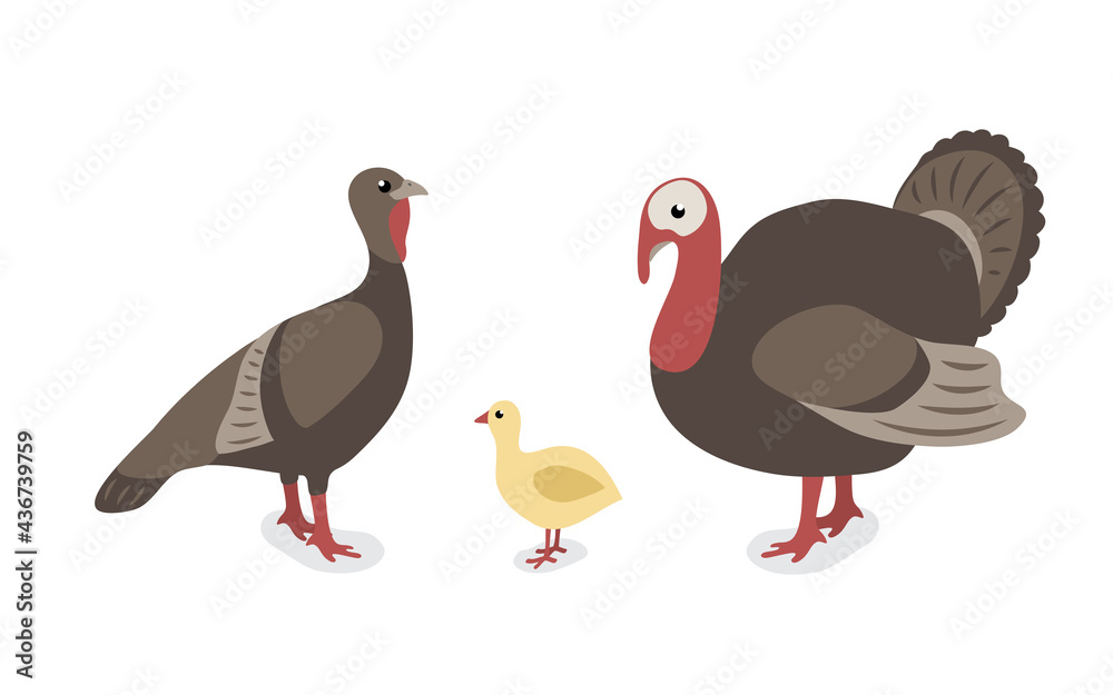 Сartoon animals collection in flat style isolated on white background:Turkeys, chick. 