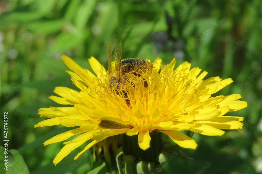 Bee on yellow dandelion flower in the garden, closeup Bee on yellow dandelion flower in the garden, closeup
