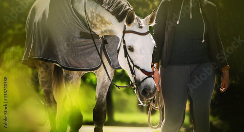 Foto A beautiful white horse with a gray mane in a gray blanket walks with a horse breeder on a sunny summer day among the green foliage of trees