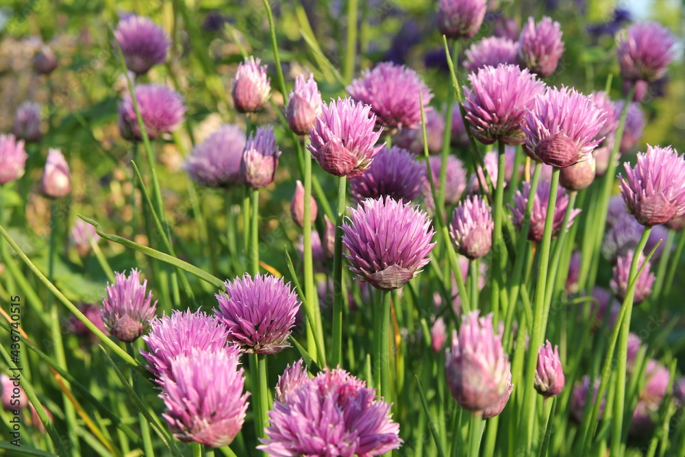 beautiful blooming chives with purple flowers closeup in the vegetable garden in springtime - obrazy, fototapety, plakaty 