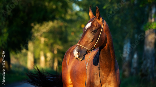 portrait of bay beautiful purebred akhalteke mare posing at evening. Russia