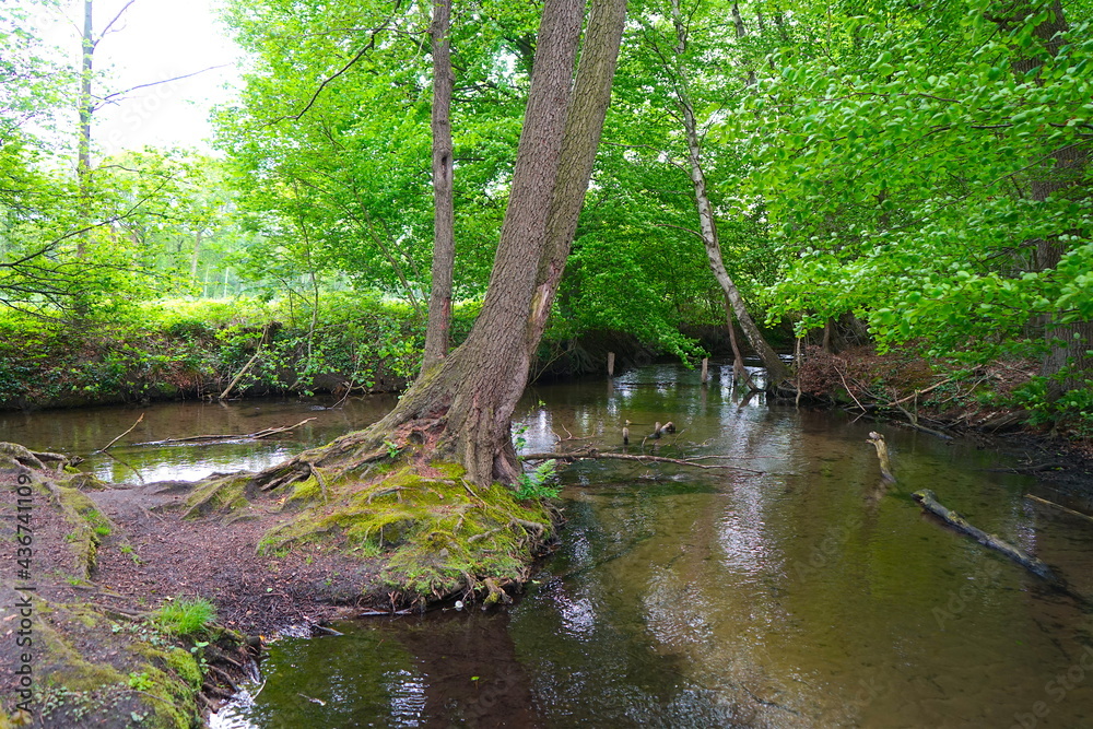 Furlbach im Rixelbruch bei Hövelhof-Riege, Kreis Paderborn, Gewässer in Ostwestfalen-Lippe Furlbach im Rixelbruch bei Hövelhof-Riege, Kreis Paderborn, Gewässer in Ostwestfalen-Lippe