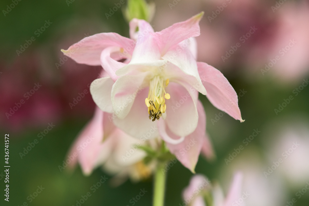 Delicate pink aquilegia flower close-up. Macro. Delicate pink aquilegia flower close-up. Macro.
