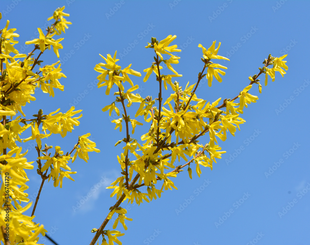 Forsythia blooms in nature. Forsythia blooms in nature.