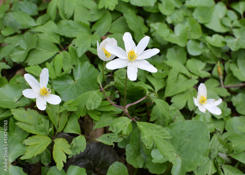 In the wild bloom early spring perennial plant Anemone nemorosa