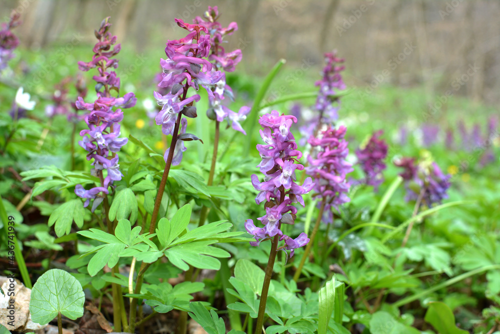 In spring, corydalis blooms in the forest In spring, corydalis blooms in the forest