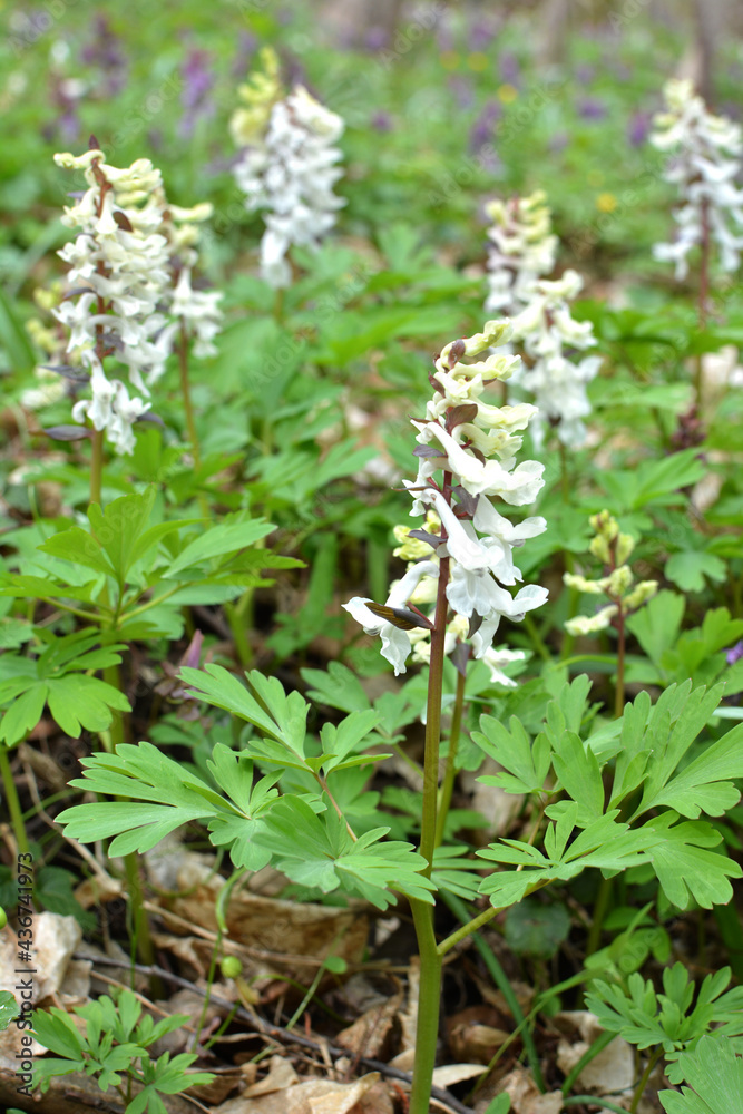 In spring, corydalis blooms in the forest