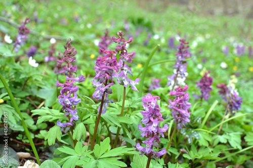 In spring  corydalis blooms in the forest